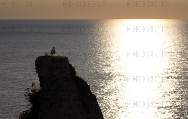 Herring gull (Larus argentatus) looking at sunset, on rock needle Aiguille, Étretat, sea, cliffs,