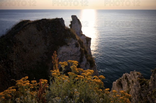 Sand immortelle (Helichrysum arenarium) in front of rocks, Étretat, sea, steep coast, cliffs, chalk