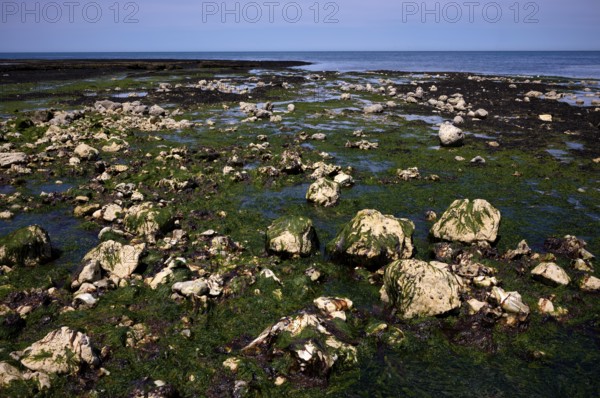 Low tide, seaweed, stones, rocks, Étretat, sea, steep coast, cliffs, chalk cliffs, alabaster coast,
