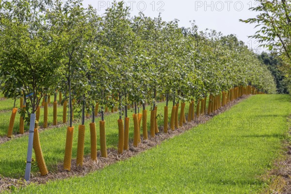 Shelbyville, Michigan - Trees growing at Winding Creek Nursery in west Michigan. The company grows