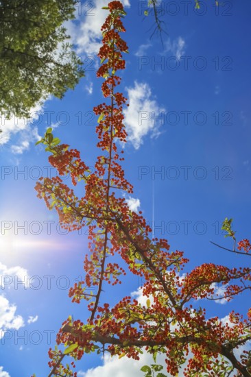 Firethorn (Pyracantha coccinea), Orange Glow, shrub, orange berries, plant, branch in front of a