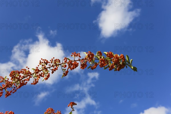 Firethorn (Pyracantha coccinea), Orange Glow, shrub, orange berries, plant, branch in front of a