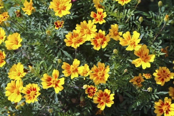 Marigold (Tagetes), yellow flowers, plants, Oberuhldingen district, Uhldingen-Mühlhofen