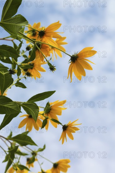 Jerusalem artichoke (Helianthus tuberosus), yellow blossom, flowers, plants, Oberuhldingen