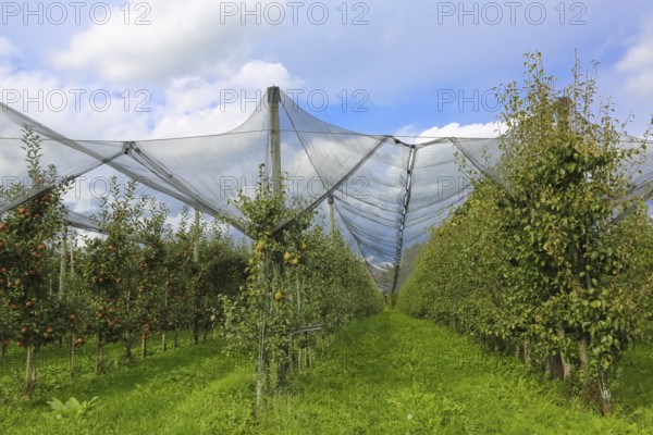 Fruit trees, apple trees, pear trees, bird protection, bird protection nets, agriculture, fruit