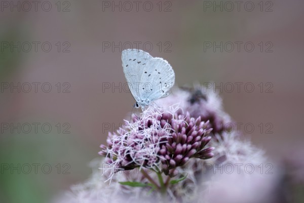 Pale blue (Celastrina argiolus), water aster, close-up, closed wings, North Rhine-Westphalia,