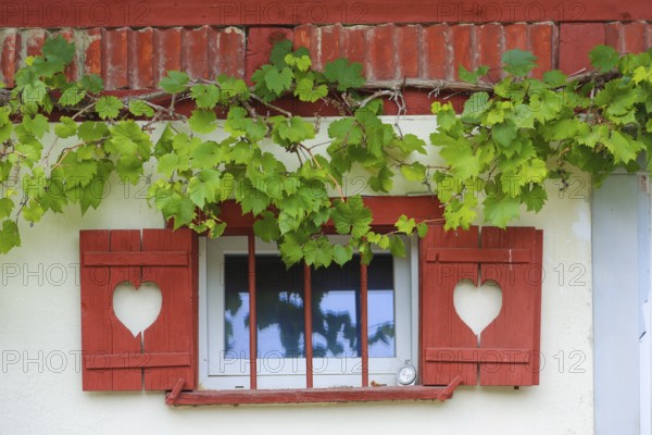 Still life, window, shutters with hearts, idyll, grapevine (Vitis), vine leaves, climbing plant,