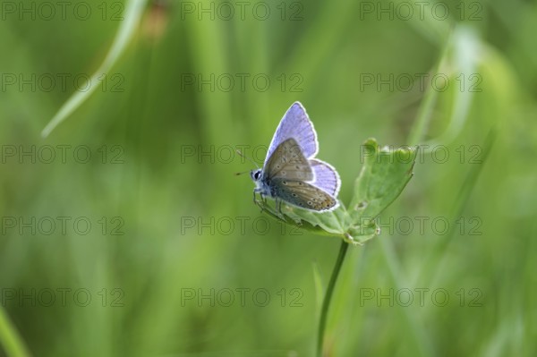 Hauhechel blue butterfly (Polyommatus icarus), male, blue, green, meadow, close-up, North