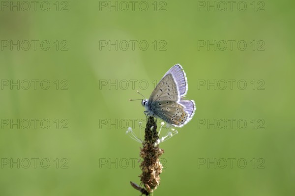 Blue butterfly (Polyommatus icarus), male, blue, green, meadow, close-up, North Rhine-Westphalia,