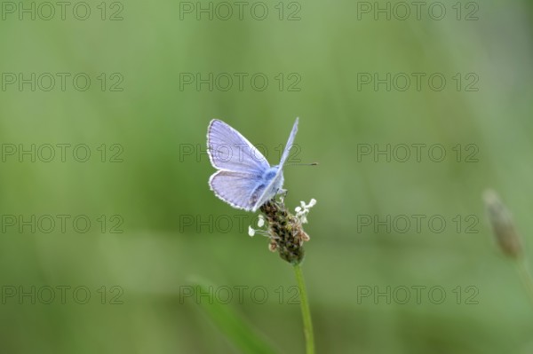 Blue-winged blue butterfly (Polyommatus icarus), male, blue, green, meadow, close-up, North