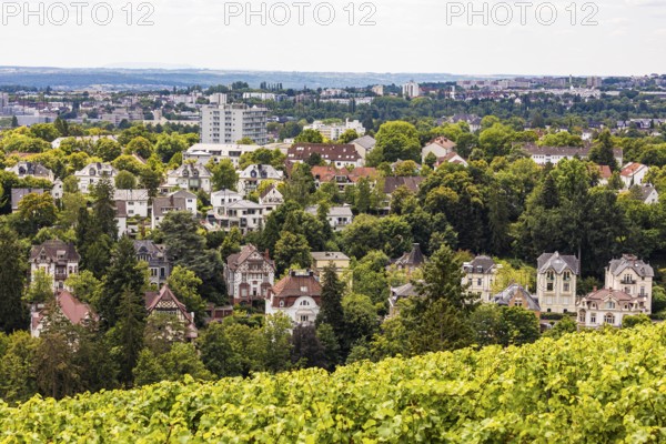 View from the Neroberg over the vineyard and villas from the Wilhelminian era in Wiesbaden, Hesse,
