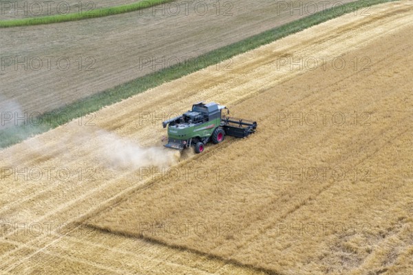 A combine harvester drives through a cornfield and harvests the grain while dust is stirring up,