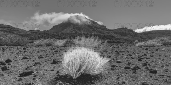 Faded gorse and the peak of Montaña Guajara surrounded by trade clouds, also: Alto de Guajara, 2715
