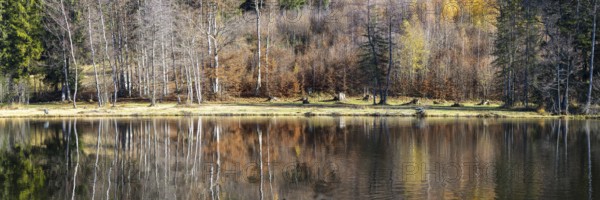 Late autumn, water reflection in moor pond, autumn, near Oberstdorf, Oberallgäu, Allgäu, Bavaria,