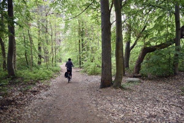 Female cyclist in the beech forest of Jasmund National Park on Rügen, Mecklenburg-Western