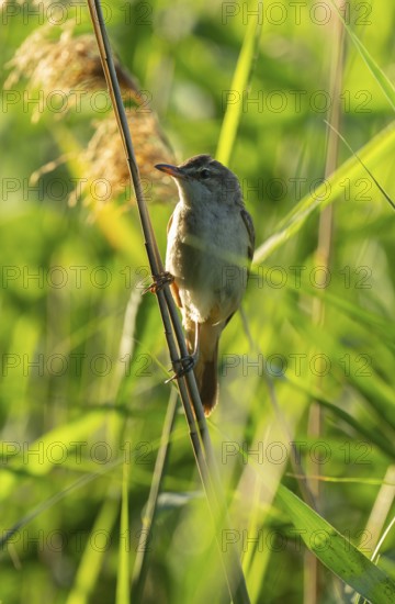 Thrush warbler (Acrocephalus arundinaceus) on a reed, reed (Phragmites australis), Lower Saxony,