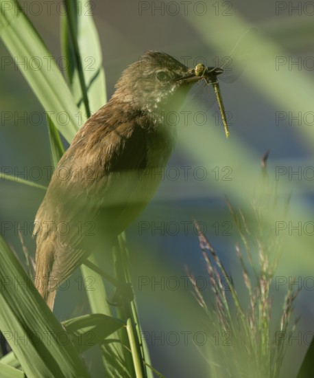 Bluebird (Acrocephalus arundinaceus) on a reed stalk, reed (Phragmites australis), with prey