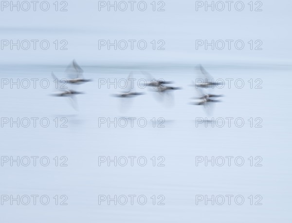 Heron duck (Aythya fuligula), heron flying over a lake, motion blur, long exposure, pull, mopping