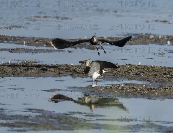 Lapwing (Vanellus vanellus), two lapwings attack each other in flight in the shallow water zone of