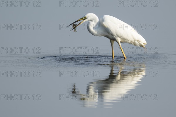 Great egret (Ardea alba) stands in the shallow water zone of a wetland with a fish in its beak,