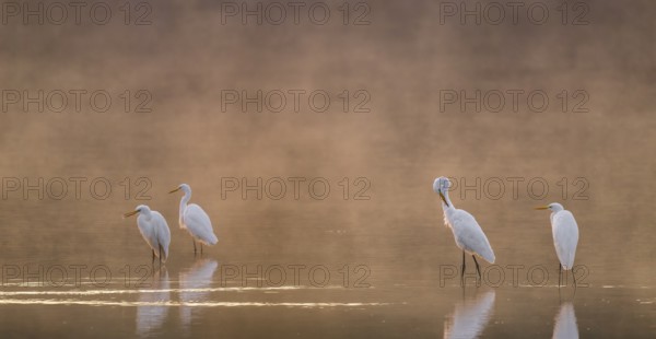 Great egrets (Ardea alba) stand in warm orange morning light in the shallow water zone of a lake