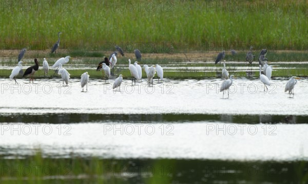 Great egret (Ardea alba) and black storks (Ciconia nigra) in the shallow water zone of a pond,