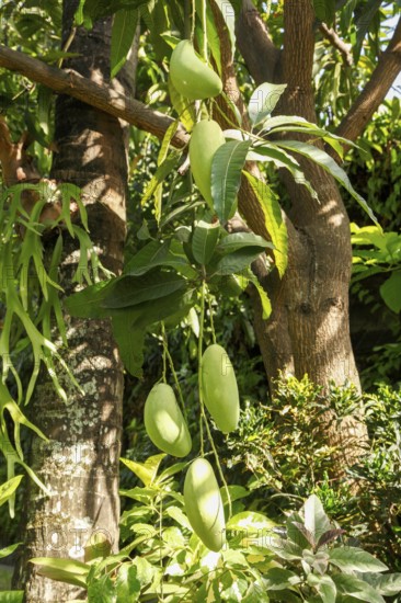 Mango tree with fruits, Bali, Indonesia