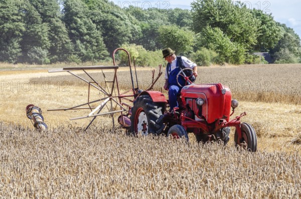 Older Allgaier-Porsche tractor with self-binder harvesting wheat at old-fashioned harvest festival
