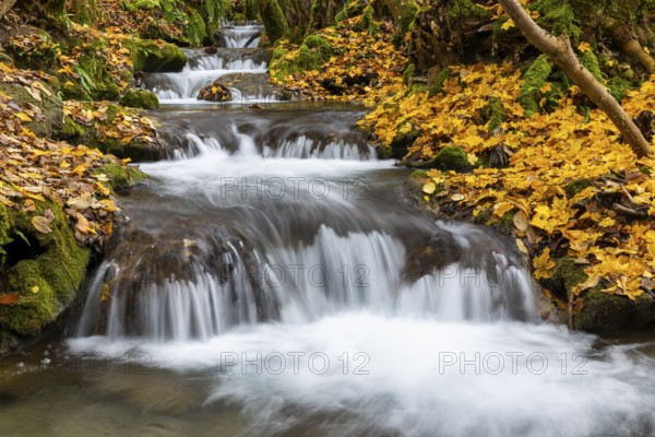 Small waterfall, sinter steps, maple leaves in autumn colors, Brühlbach, Maisental, Bad Urach,