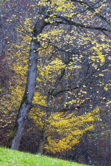 Ahron tree (Acer) in herb color, horse chestnut family (Hippocastanoideae), autumn, Donntal,