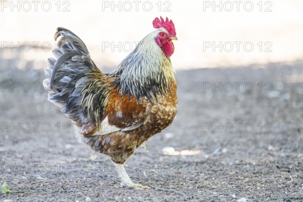 Domestic Chicken (Gallus gallus domesticus), rooster, standing on the ground, Bavaria, Germany