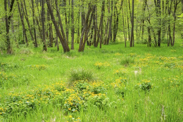 Moorland with blooming Marsh-marigold (Caltha palustris) in a Common alder (Alnus glutinosa) forest