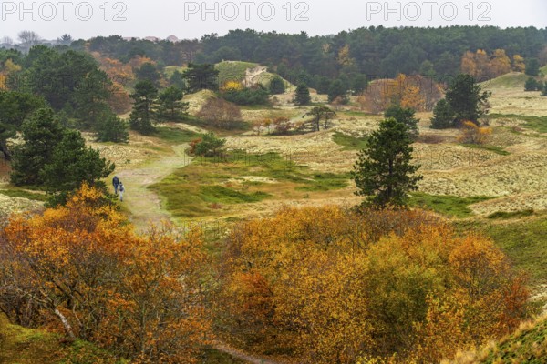 Dune sheep of Ostplate, in the east of the East Frisian island of Spiekeroog, autumn, brown dunes,