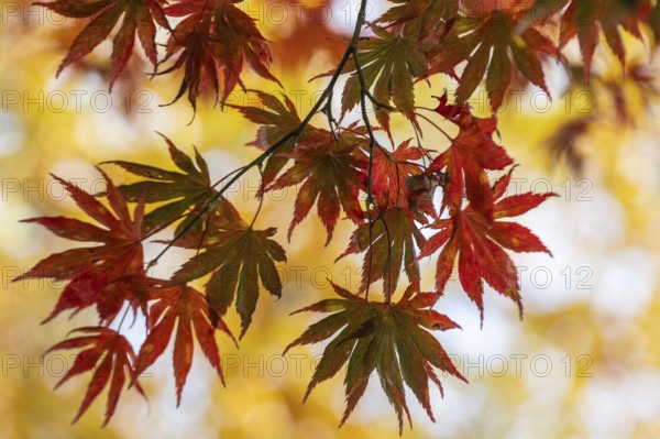 Japanese Japanese maple (Acer palmatum Trompenburg) in autumn leaves, Emsland, Lower Saxony,