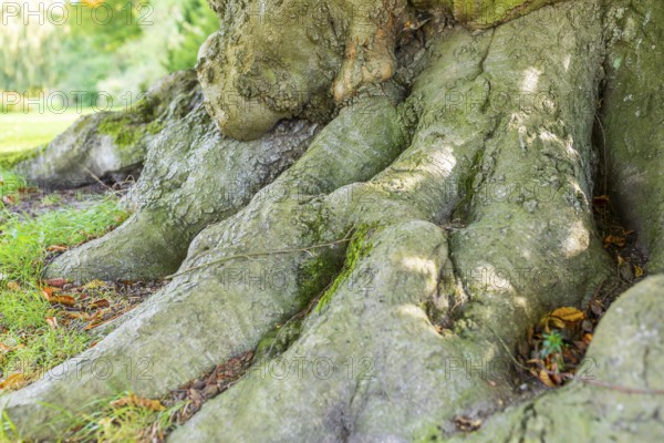 Tree trunk and roots of an old beech tree in Muskauer Park, UNESCO World Heritage, Bad Muskau,
