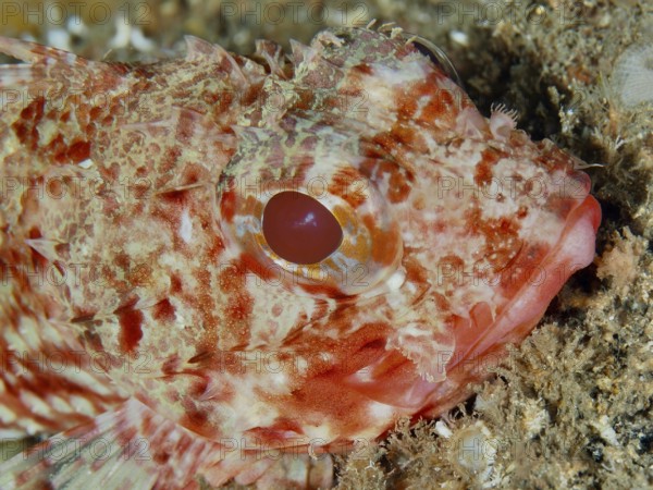 Close-up of Little Red Dragon Head (Scorpaena notata) with a clear eye on the seabed in the