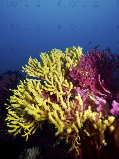 Bright yellow and pink corals, yellow gorgonia (Eunicella cavolinii) and color-changing gorgony
