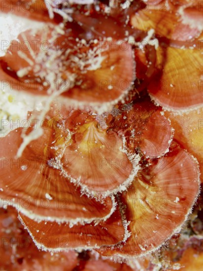 Scale leaf (Peyssonnelia squamaria) with flower-like orange-red structures underwater in the
