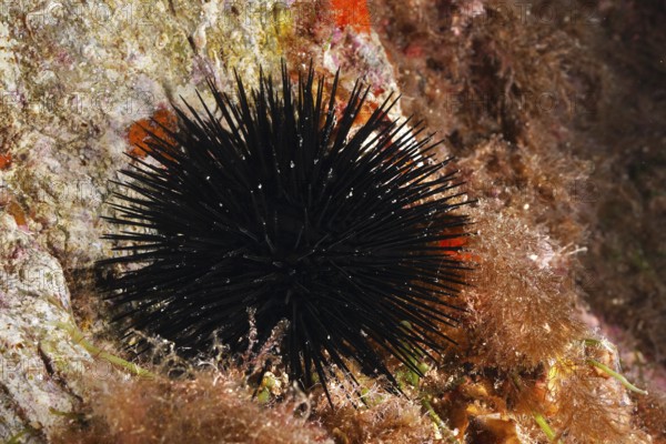 Black sea urchin (Arbacia lixula) on a reef surrounded by algae in the Mediterranean near Hyères,