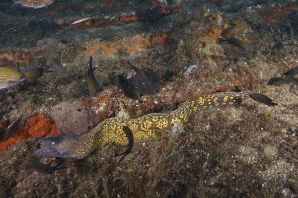 Camouflaged yellow Mediterranean moray eel (Muraena helena) snakes across the seabed in the
