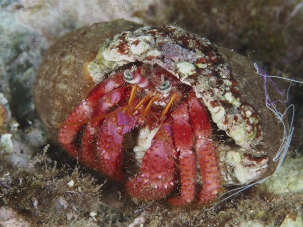 Large red hermit crab (Dardanus calidus) in a snail shell on the seabed in the Mediterranean near