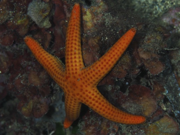 An orange starfish (Hacelia attenuata) on the seabed between seaweed in the Mediterranean near