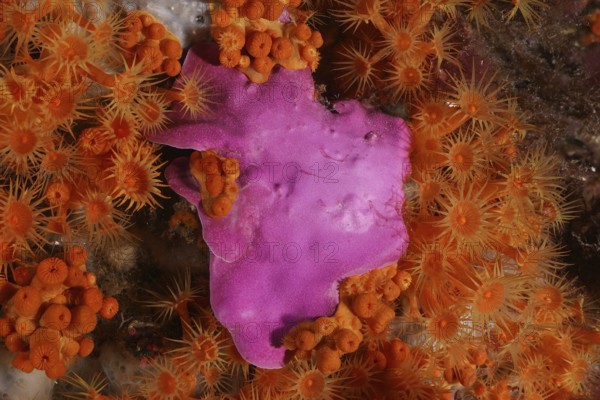 Underwater view of sprawling stone leaf (Mesophyllum expansum) and yellow crustal anemone