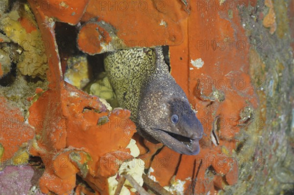 A Mediterranean moray eel (Muraena helena) looks out of the engine compartment of an airplane wreck