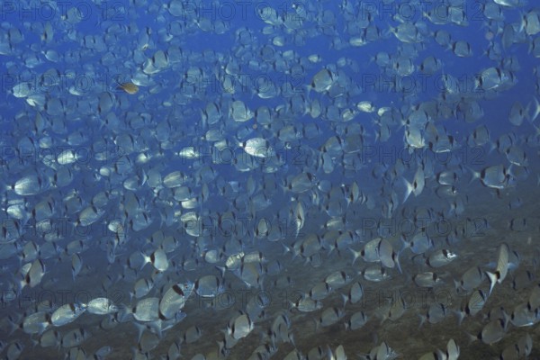 Large swarm of silver two-banded bream (Diplodus vulgaris) in deep blue water in the Mediterranean
