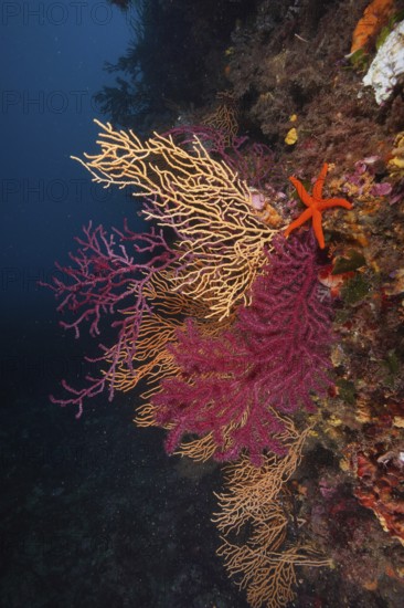 Colourful coral reef with a starfish, red starfish (Echinaster sepositus), colour-changing gorgony