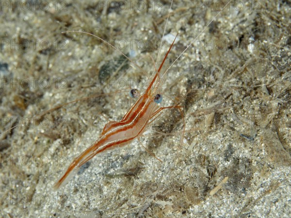 Striped shrimp with distinctive eyes, unicorn shrimp (Plesionika narval), on sandy ground in