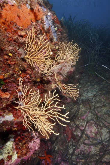 Slender corals, yellow gorgonia (Eunicella cavolinii), spread out along a colorful rock face in the