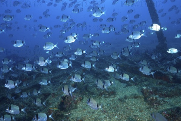 Fish swarm of two-banded bream (Diplodus vulgaris) swimming over a wreck covered with algae in the