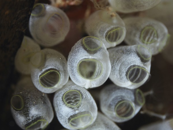 Several transparent dwarf sea spids (Pycnoclavella nana), sea sharks, in a close-up view in the